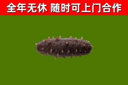武陟回收海参干